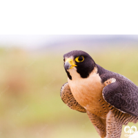 گونه شاهين Barbary Falcon